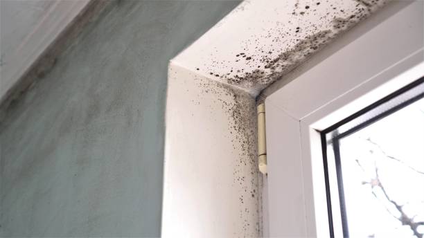 Best Airborne Mold Testing  in Roxboro, NC