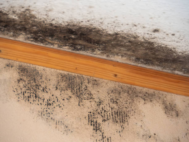 Best Post-Remediation Verification Testing  in Roxboro, NC