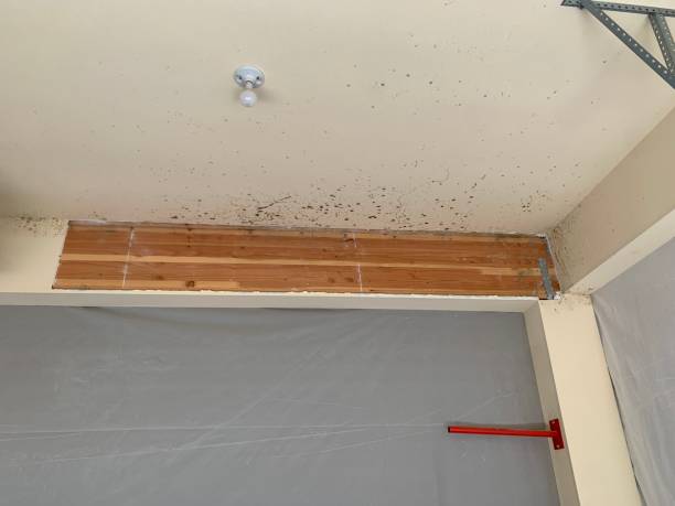 Best Biohazard Mold Removal  in Roxboro, NC