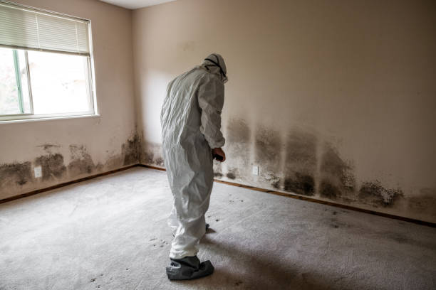 Mold Removal for HVAC Installations in Roxboro, NC