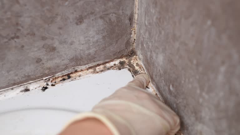 Best Black Mold Removal  in Roxboro, NC